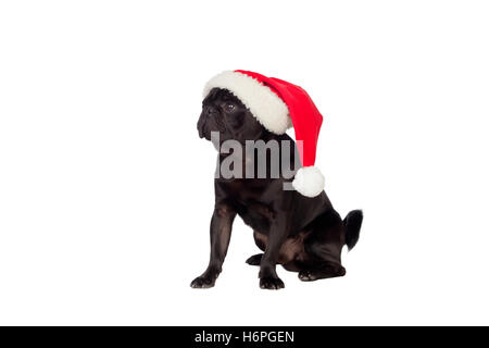 Bella pug carlino cane con cappello di Natale isolato su sfondo bianco Foto Stock