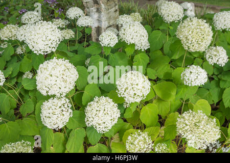 Hydrangea arborescens " Annabelle' Foto Stock