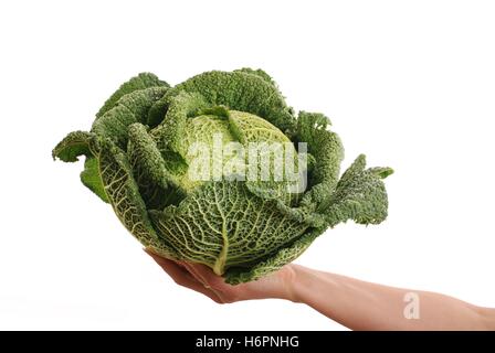 Foglie di cavolo isolati speciali savoy verdura verde erba food aliment foglia dettaglio salute stile di vita isolata closeup lascia Foto Stock