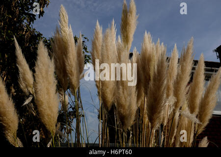 Pampa erba piante fiorite in sturry kent ottobre 2016 Foto Stock