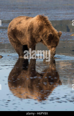 Coastal Orso Bruno scavo per le vongole nel lago Clark National Preserve Foto Stock