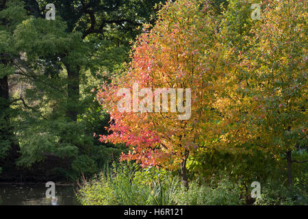 Alte erbe ornamentali, Surrey, Regno Unito. Foto Stock