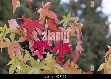 Alte erbe ornamentali, Surrey, Regno Unito. Foto Stock