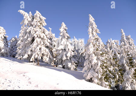 foreste di alberi Foto Stock