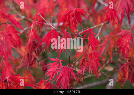 Alte erbe ornamentali, Surrey, Regno Unito. Foto Stock