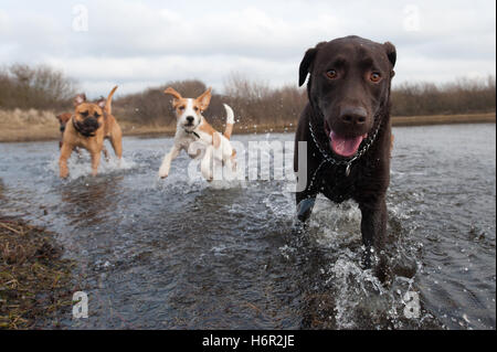 animali domestici Foto Stock