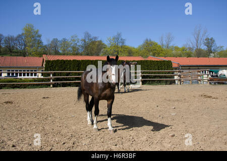 pferdehof8 Foto Stock