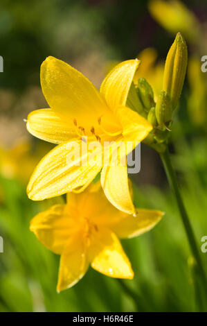 fiori piante Foto Stock