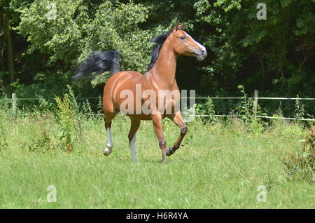 animali domestici Foto Stock