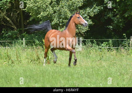 Orion Foto Stock