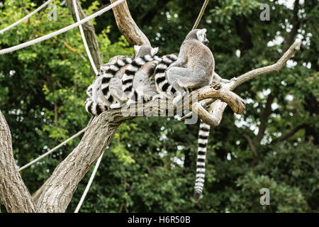 Gruppo di anello-tailed lemuri - Lemur catta - appoggio sul ramo di albero. La bellezza della natura. Foto Stock