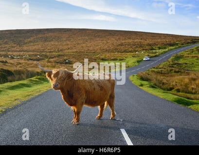 Un altopiano di mucca in piedi su una strada nel centro del parco nazionale di Dartmoor. Foto Stock