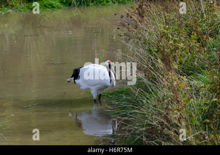 Uno rosso-crowned crane in piedi in acqua e in cerca di cibo Foto Stock