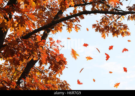 La caduta di foglie di autunno Foto Stock