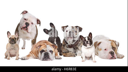 Animale domestico animale mammifero giacciono giacente giace cane studio vista frontale highkey razza bulldog rugoso domestico familiare mettere seduta sit rughe Foto Stock