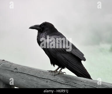 uccelli Foto Stock