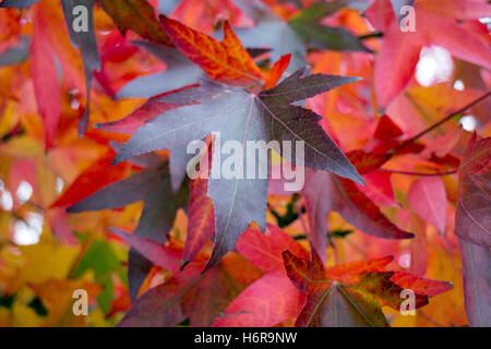 Liquidambar styraciflua Albero in autunno Foto Stock