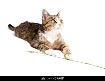 animali domestici Foto Stock