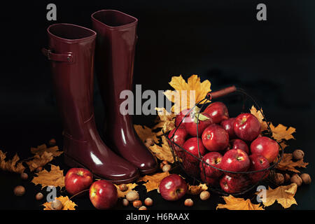 L'autunno. Il raccolto di mele. Stivali di gomma colore borgogna su uno sfondo nero. Foto Stock