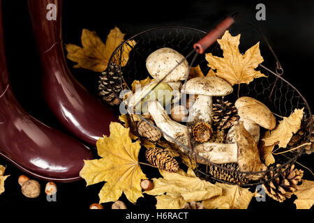 L'autunno. Raccolta di funghi. Stivali di gomma colore borgogna su uno sfondo nero. Foto Stock