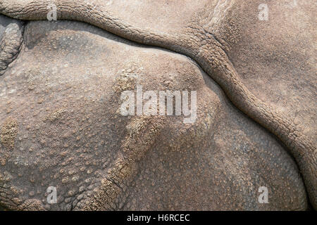 pelle di rinoceronte Foto Stock