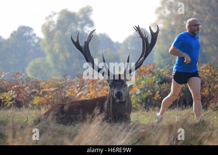 Bushy Park, London, Regno Unito. Il 31 ottobre 2016. Un jogger eseguire passato un magnifico cervo rosso cervo, rilassante tra i colori dell'autunno in un giorno caldo in Bushy Park, Londra SW. Credito: Julia Gavin UK/Alamy Live News Foto Stock