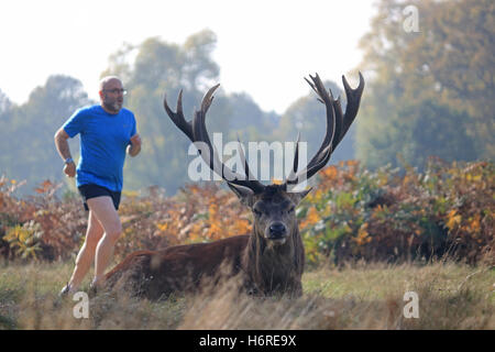 Bushy Park, London, Regno Unito. Il 31 ottobre 2016. Un jogger eseguire passato un magnifico cervo rosso cervo, rilassante tra i colori dell'autunno in un giorno caldo in Bushy Park, Londra SW. Credito: Julia Gavin UK/Alamy Live News Foto Stock
