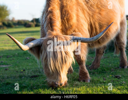 Highland bovini mucca con le corna lunghe giornate di pascolo su un soleggiato ottobre pomeriggio nella nuova foresta, Hampshire, Regno Unito Foto Stock