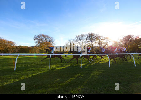 Plumpton, UK. Il 31 ottobre 2016. Guide e piloti intorno alla parte superiore del corso durante il vostro Breeders Cup guida in corrispondenza di Handicap attheraces.com/breederscup Hurdle Credito: teleobiettivo con immagini / Alamy Live News Foto Stock