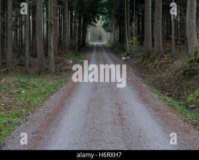 Strada che conduce attraverso un tunnel realizzato con alberi Foto Stock