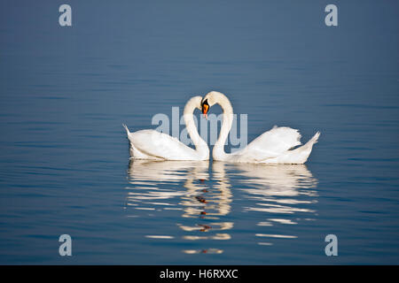 uccelli Foto Stock