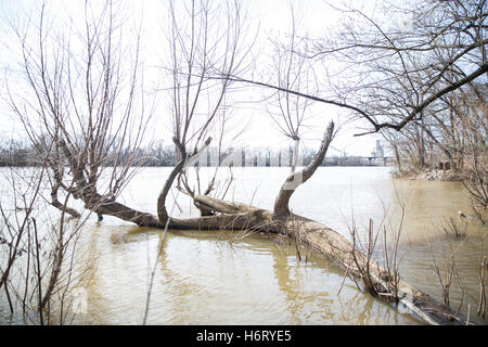 Un albero caduto in un fiume Foto Stock