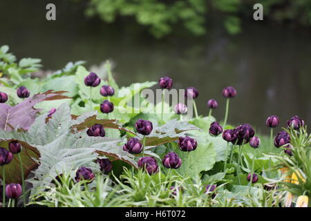 Tulipa double fine tulip eroe nero Foto Stock