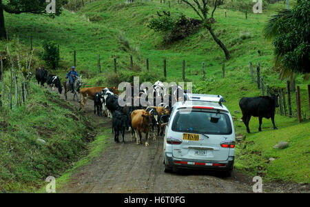 Mandria di mucche bloccando la strada autobus turistico. Costa Rica, America Centrale Foto Stock