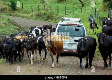 Mandria di mucche bloccando la strada autobus turistico. Costa Rica, America Centrale Foto Stock