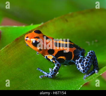 Frog Perù blu colore foglia pet contrasto verde piccolo piccolo breve giungla esotica terrario rana tropicale di veleno Perù mettere Foto Stock