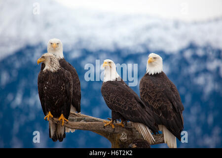 uccelli Foto Stock