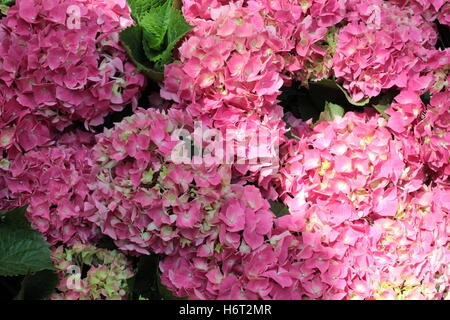 Rosa fiori Calandiva Foto Stock