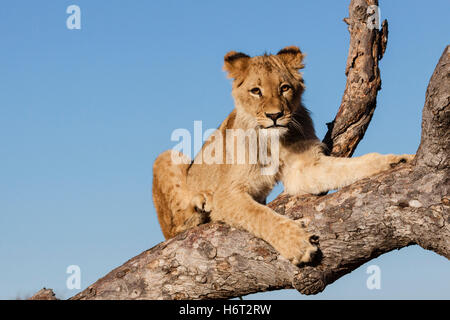 Lion (panthera leo) Foto Stock