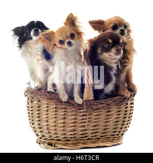 Quattro cani cane cucciolo gruppo beauteously bella bella animale da compagnia bruno marrone brunette cestello piccolo piccolo breve studio Foto Stock