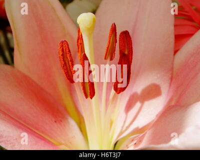 Giglio rosa Foto Stock