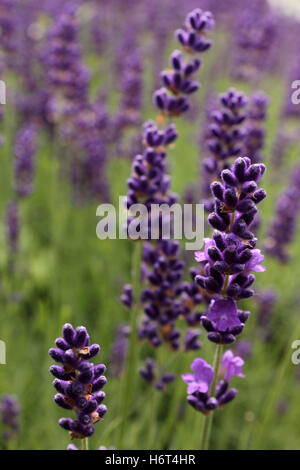 Lavanda Foto Stock