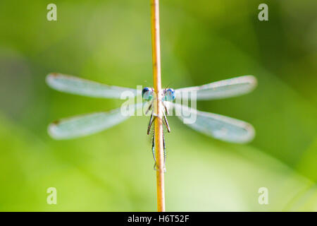 Occhi di smeraldo, Damselfly Lestes sponsa. Hampshire, Regno Unito. Agosto. Foto Stock