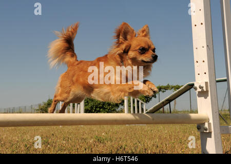 Sport molla del cane rimbalza rimbalza hop saltando frisks jumping jump cucciolo agilità di rinvio del movimento movimento in movimento Foto Stock