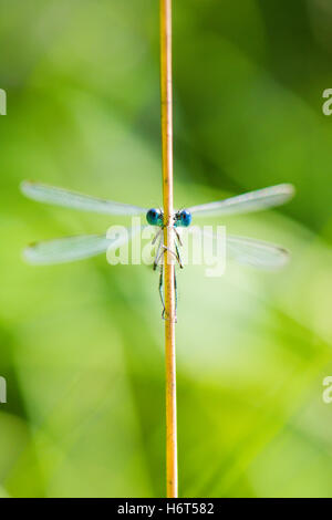 Occhi di smeraldo, Damselfly Lestes sponsa. Hampshire, Regno Unito. Agosto. Foto Stock