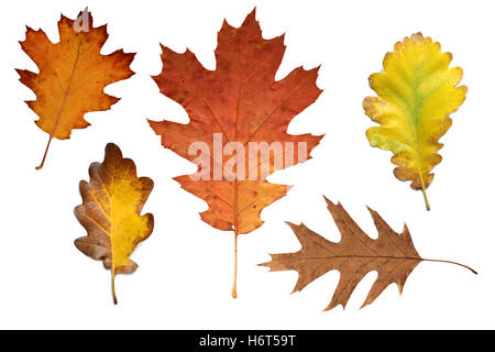 Colorato Foglie di autunno oak Foto Stock