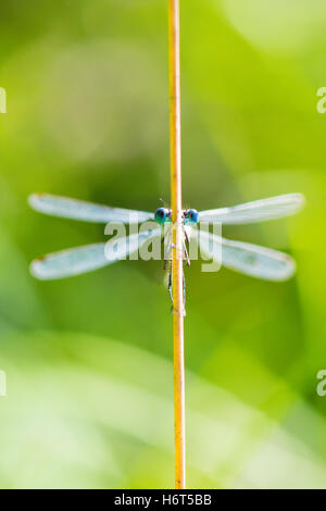 Occhi di smeraldo, Damselfly Lestes sponsa. Hampshire, Regno Unito. Agosto. Foto Stock