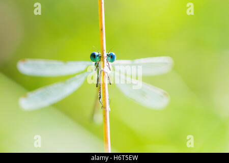 Occhi di smeraldo, Damselfly Lestes sponsa. Hampshire, Regno Unito. Agosto. Foto Stock