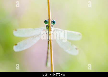 Occhi di smeraldo, Damselfly Lestes sponsa. Hampshire, Regno Unito. Agosto. Foto Stock