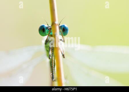 Occhi di smeraldo, Damselfly Lestes sponsa. Hampshire, Regno Unito. Agosto. Foto Stock